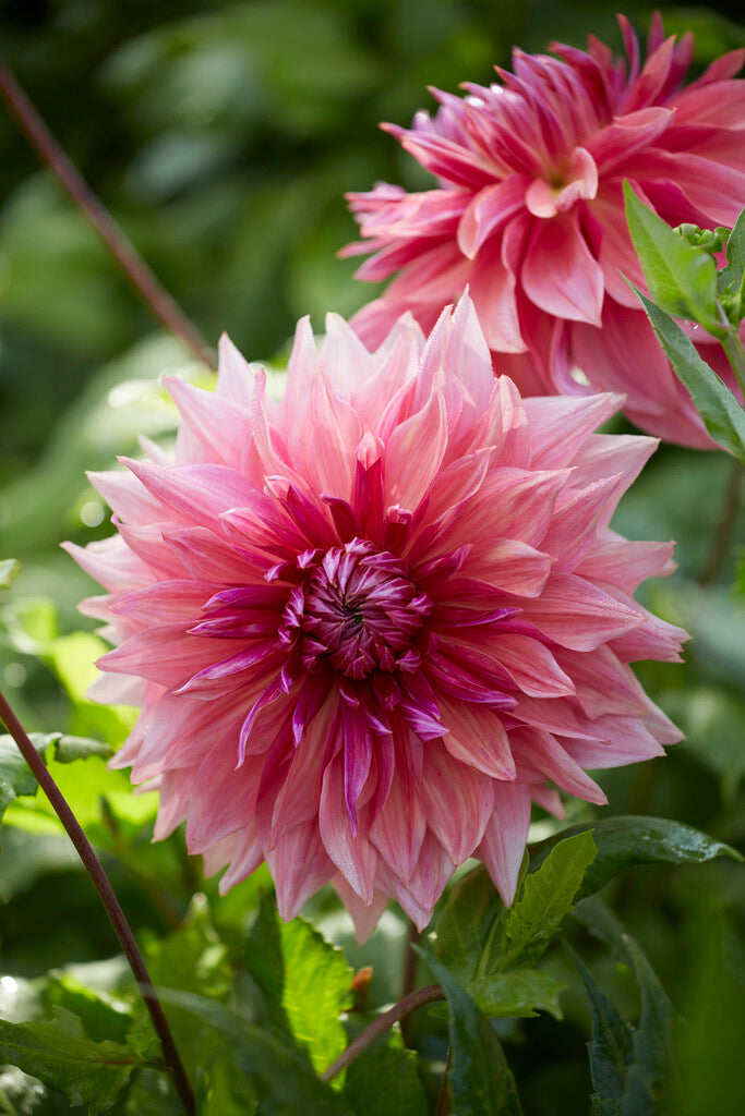 Dahlia Dekorativ Penhill Dark Monarch 1-pack